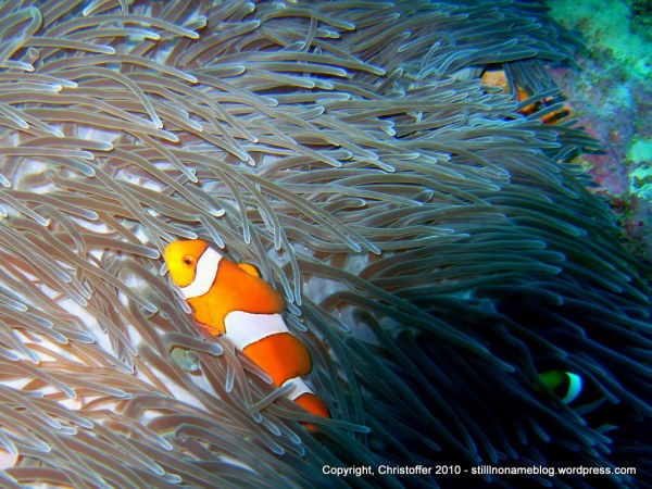 SEA&SEA 1200HD