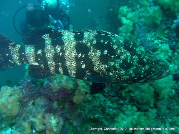 SEA&SEA 1200HD